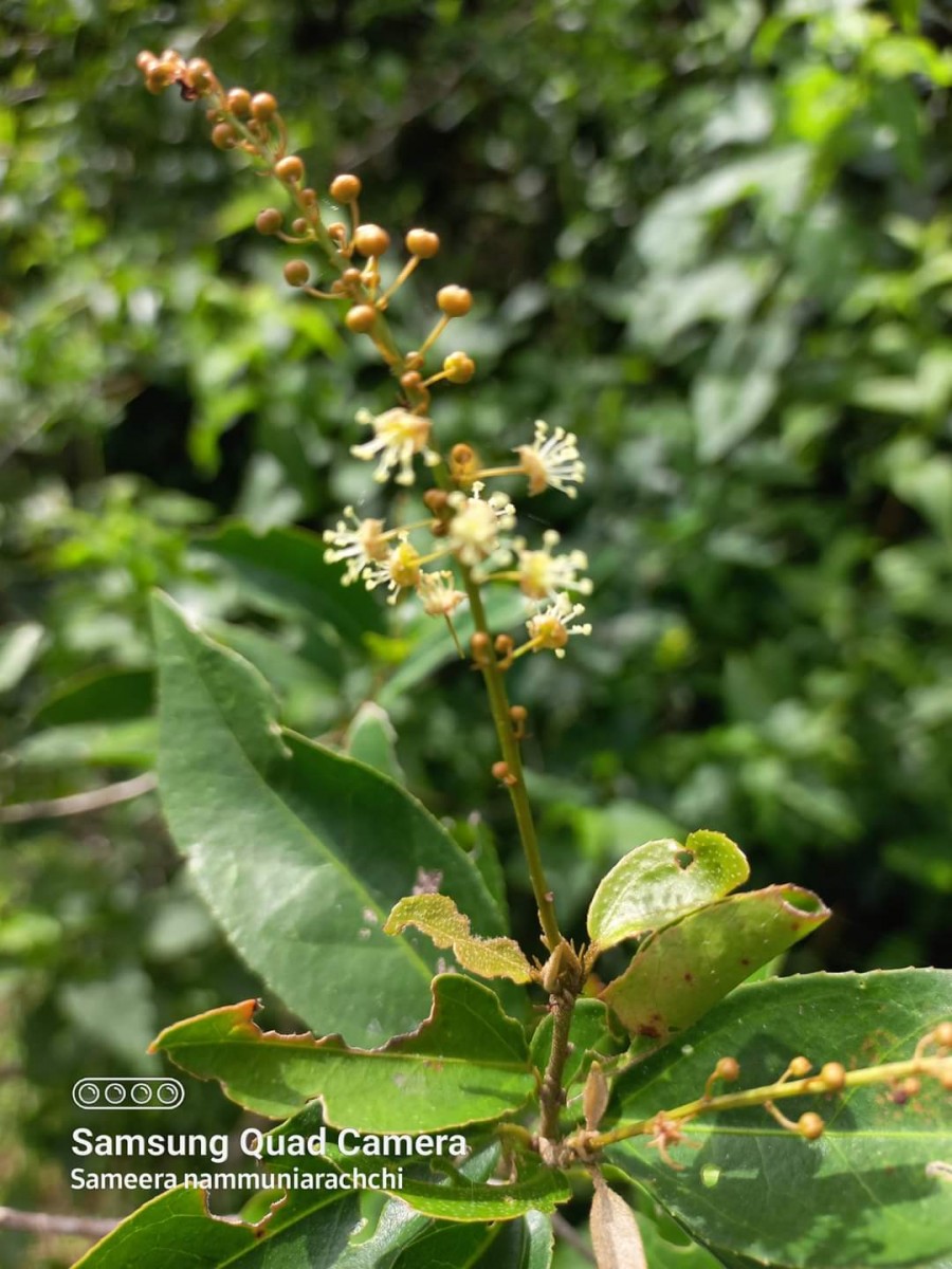 Croton klotzschianus (Wight) Thwaites